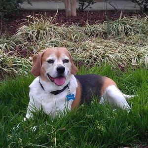 Meet your Posher, Brenson